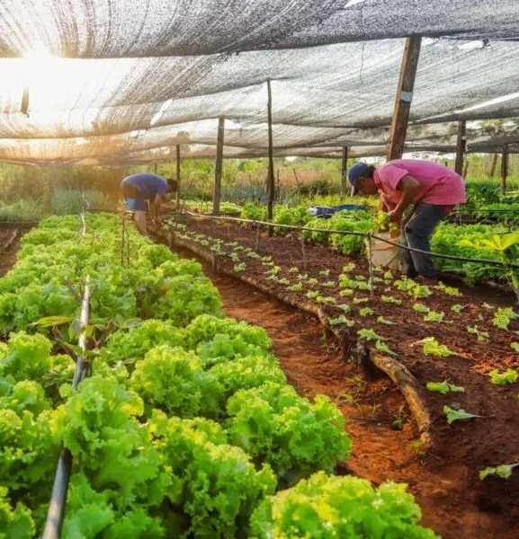 Agroecología: ¿Porqué es clave para la soberanía alimentaria?